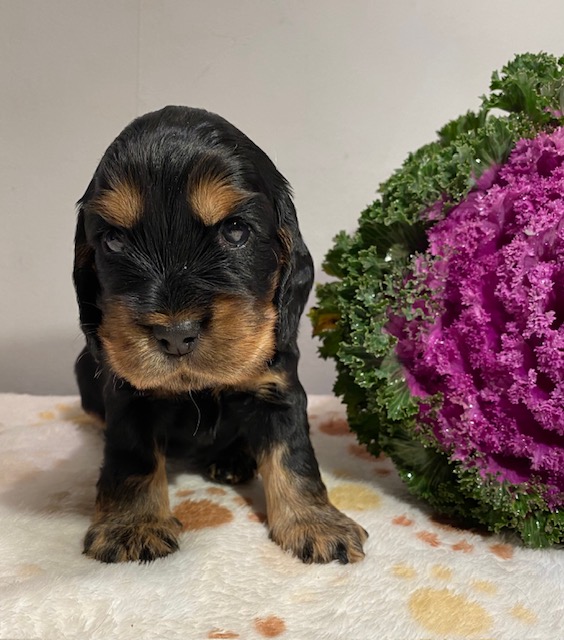 Winston