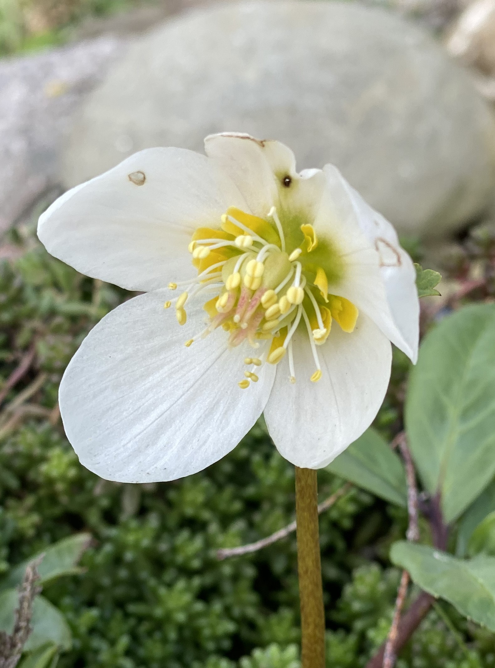 Helleborus24