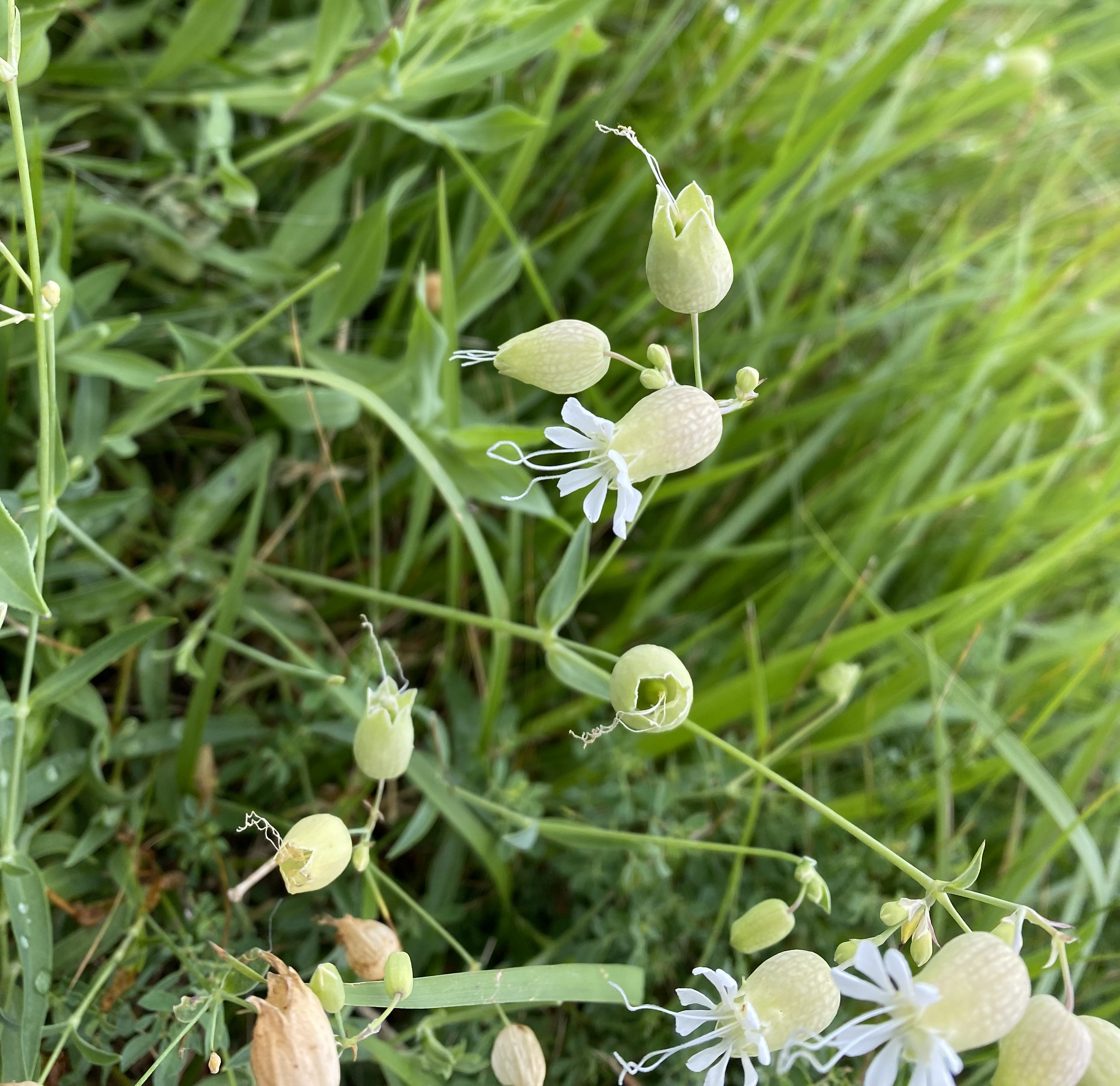 blumen lingenau