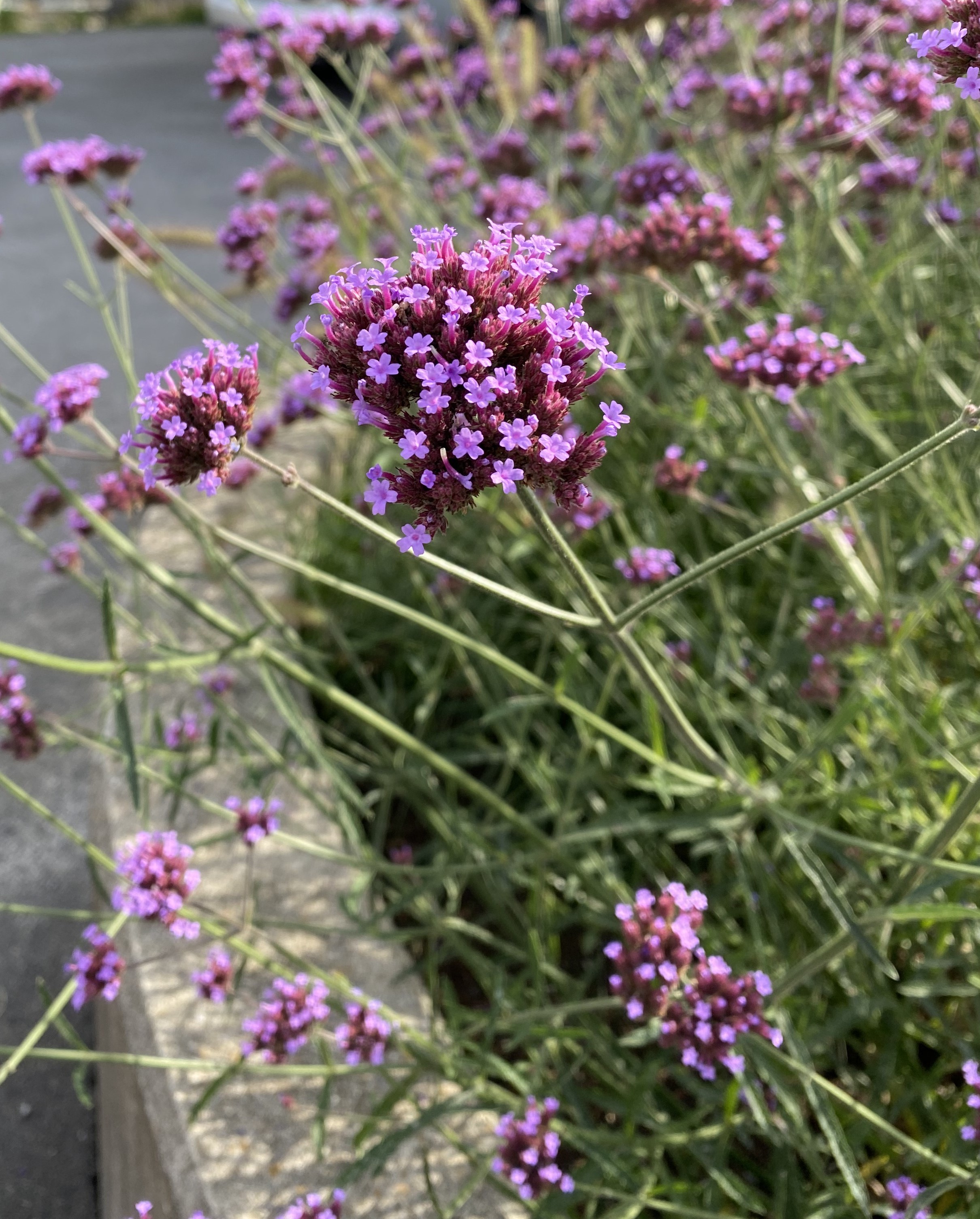 Blumen Lingenau
