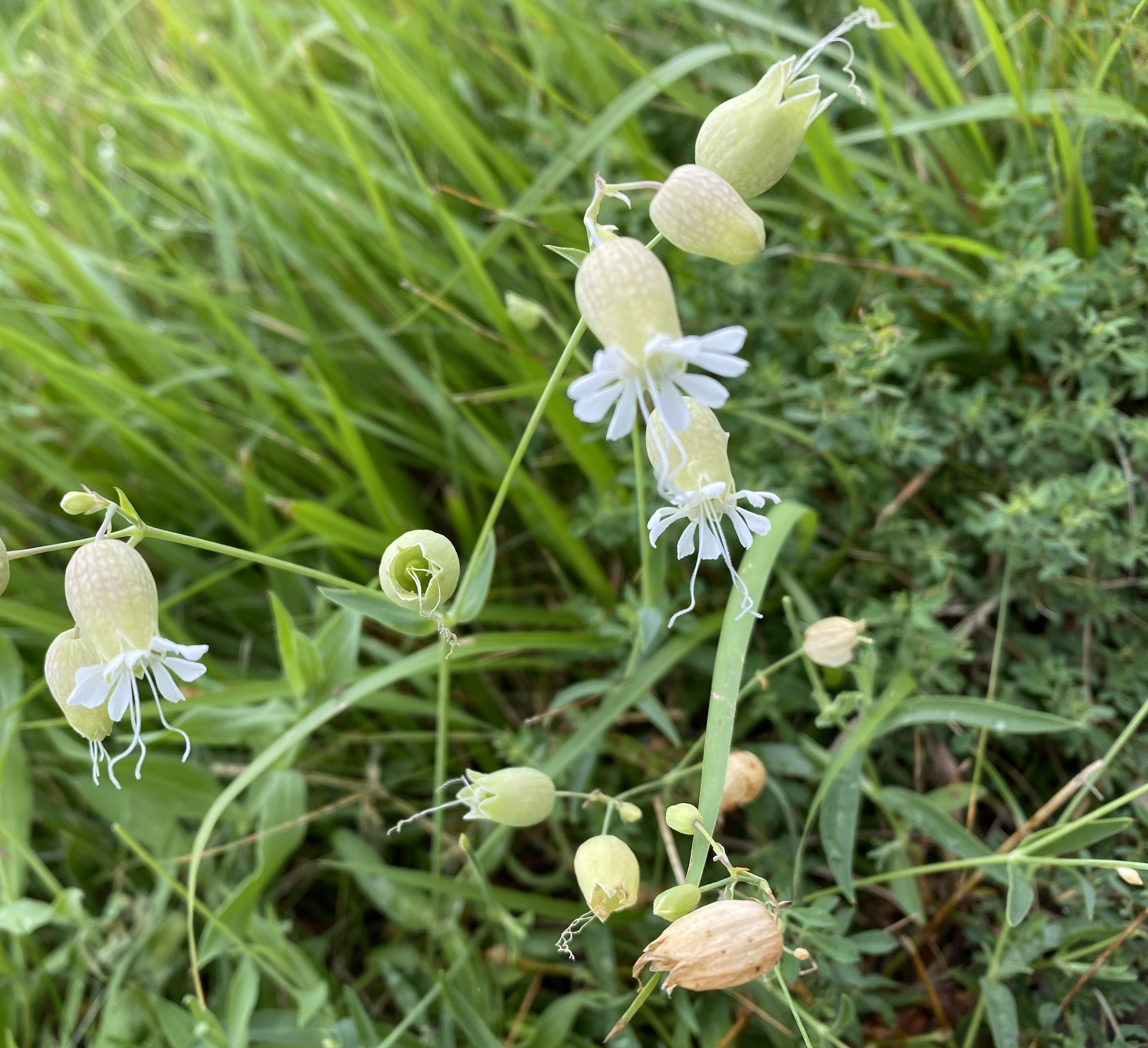 blumen in Lingenau