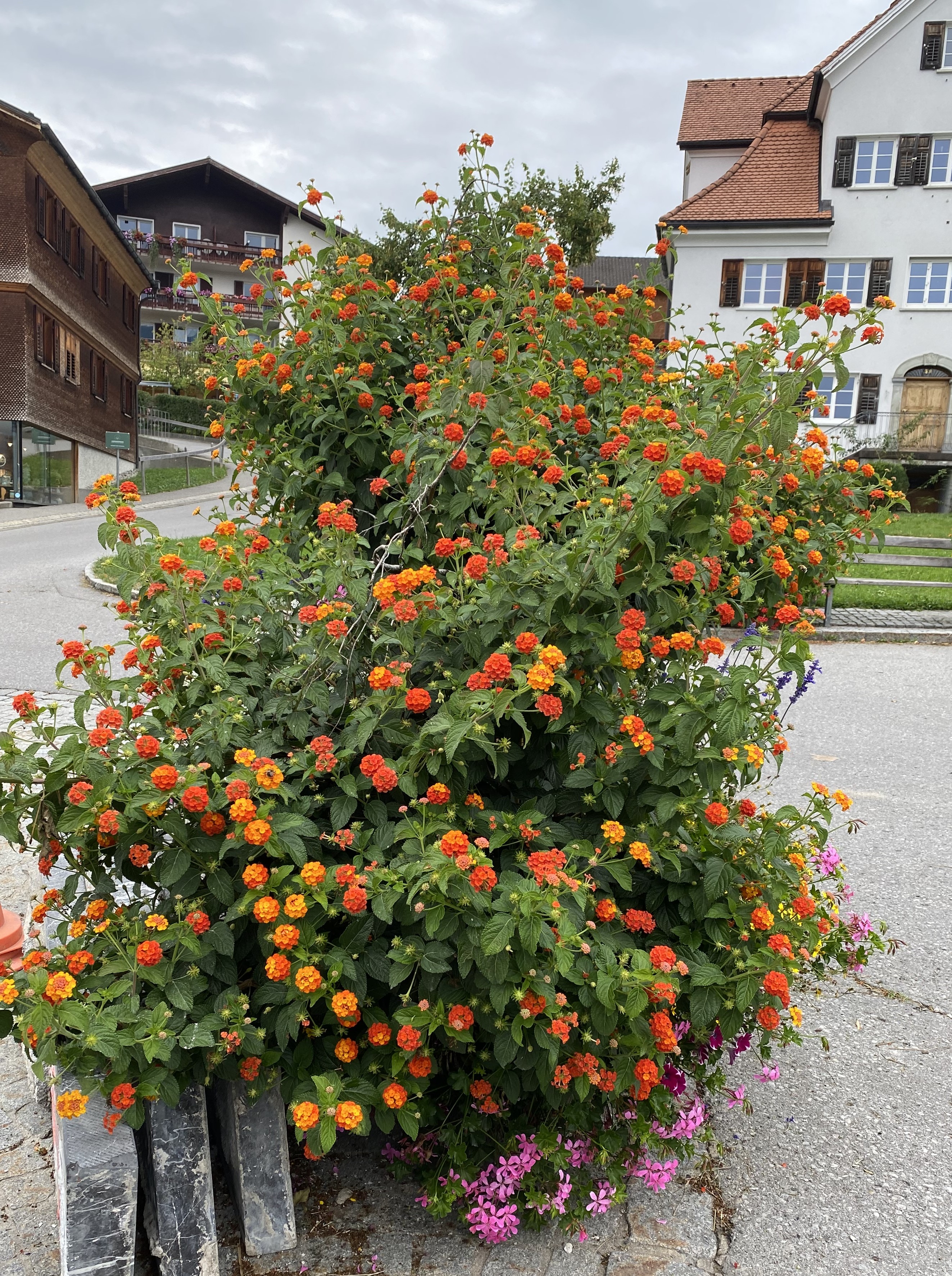 Lantana
