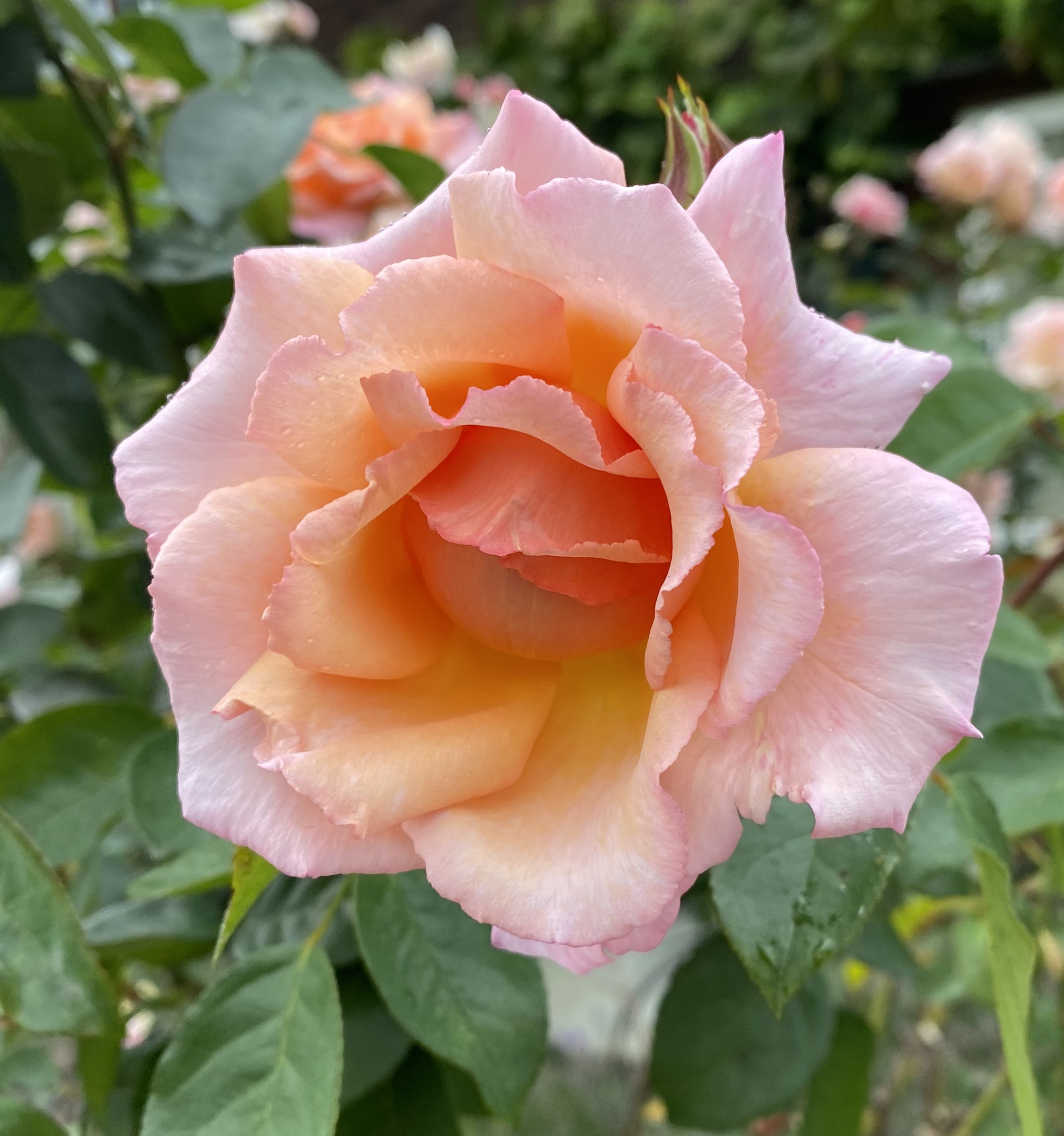 rose