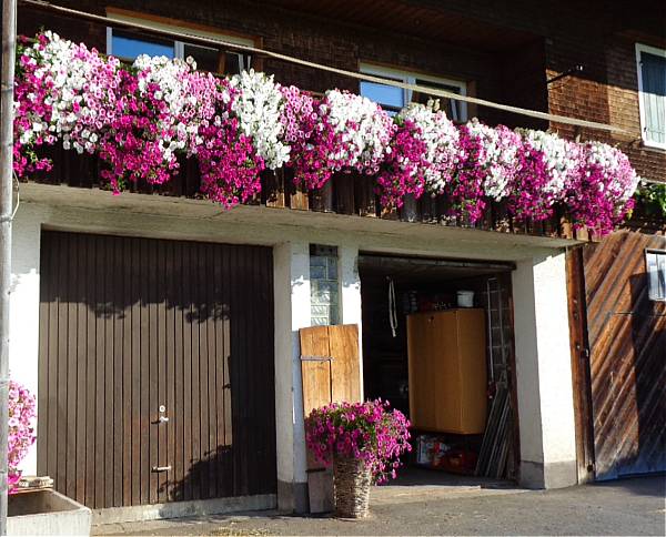 Blumen 1