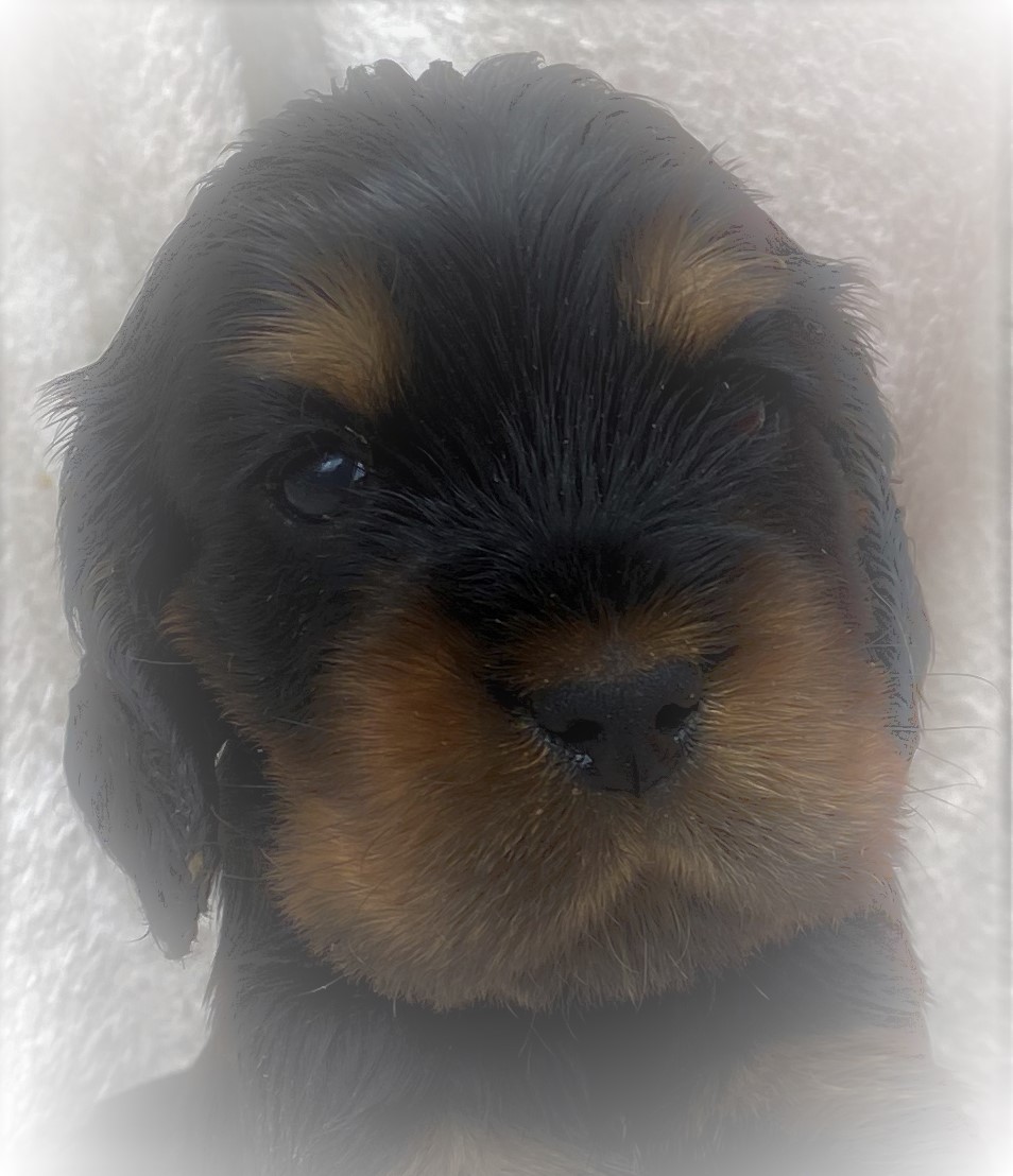Paddy