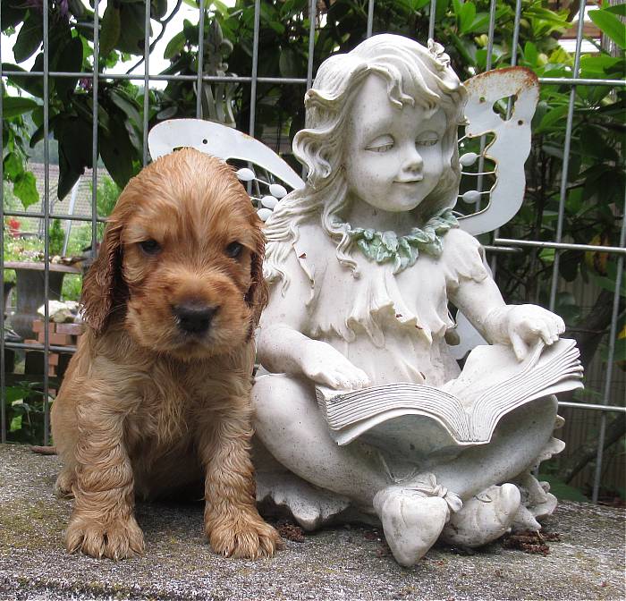 Murphy