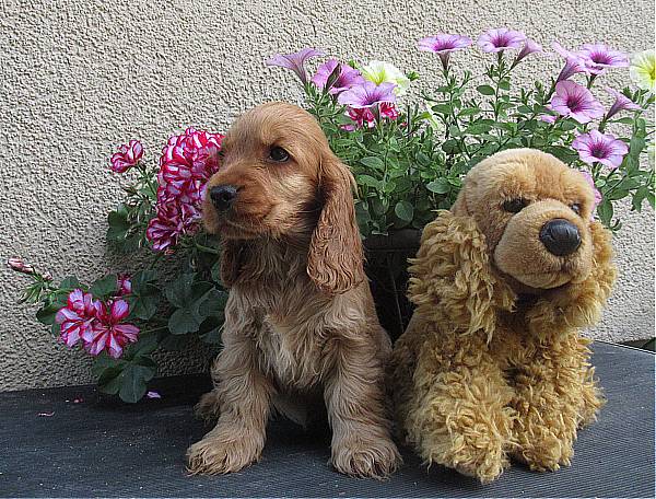 Lilo