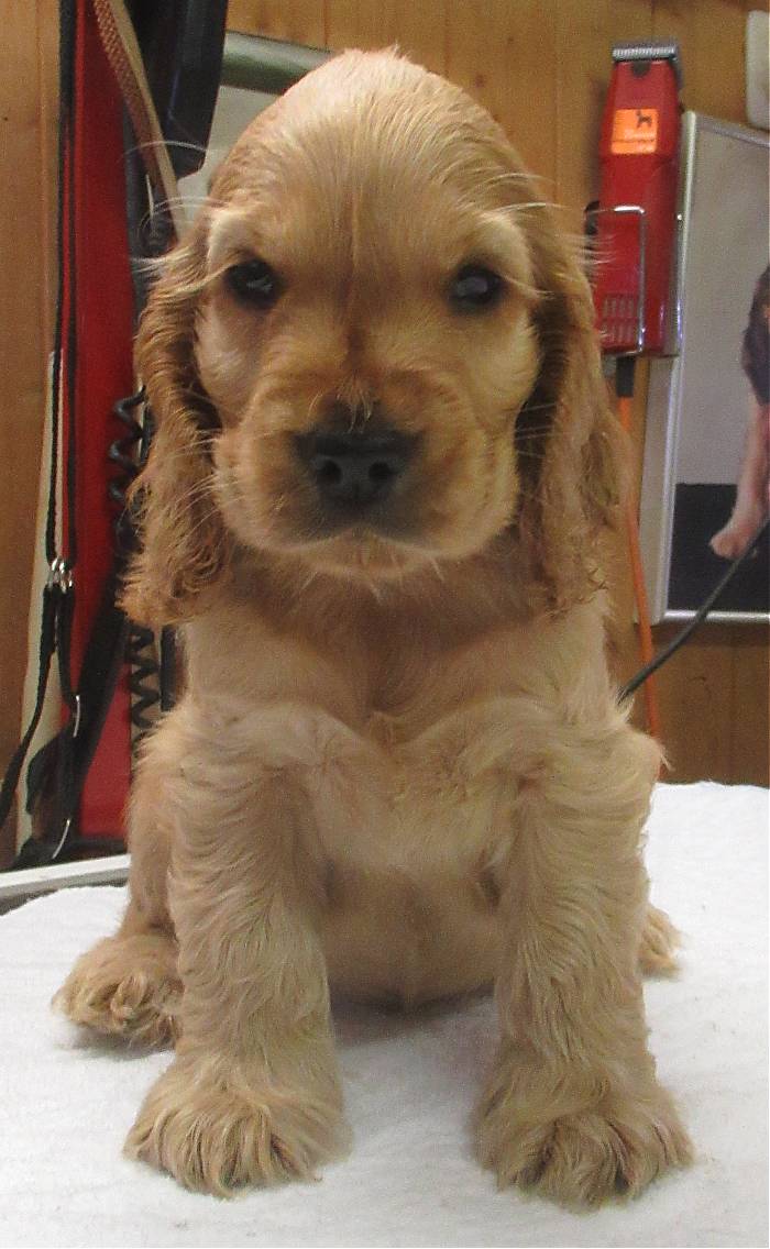 Muffin 8W