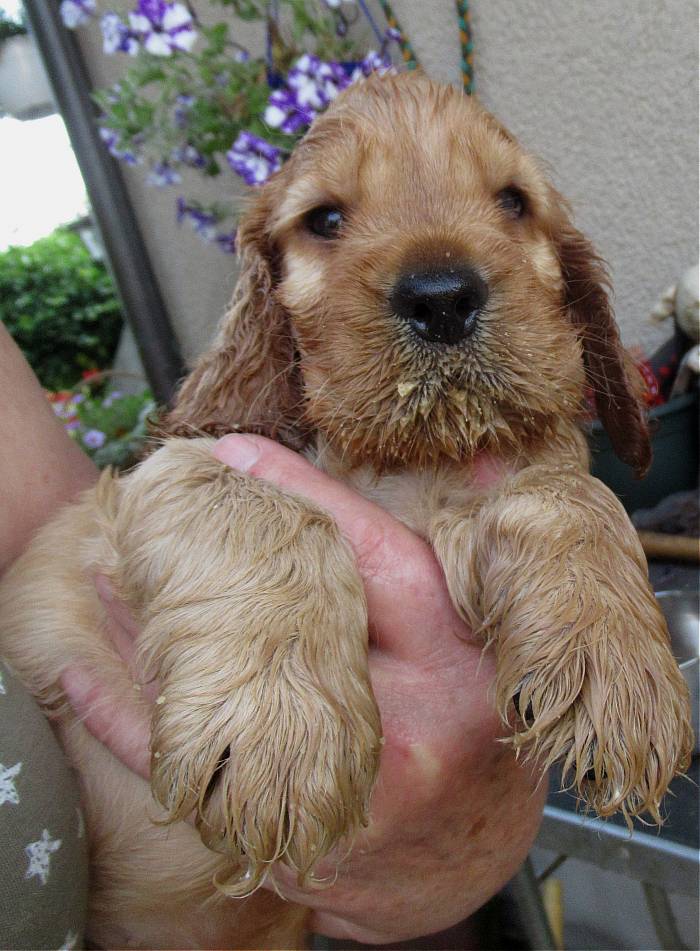 Murphy